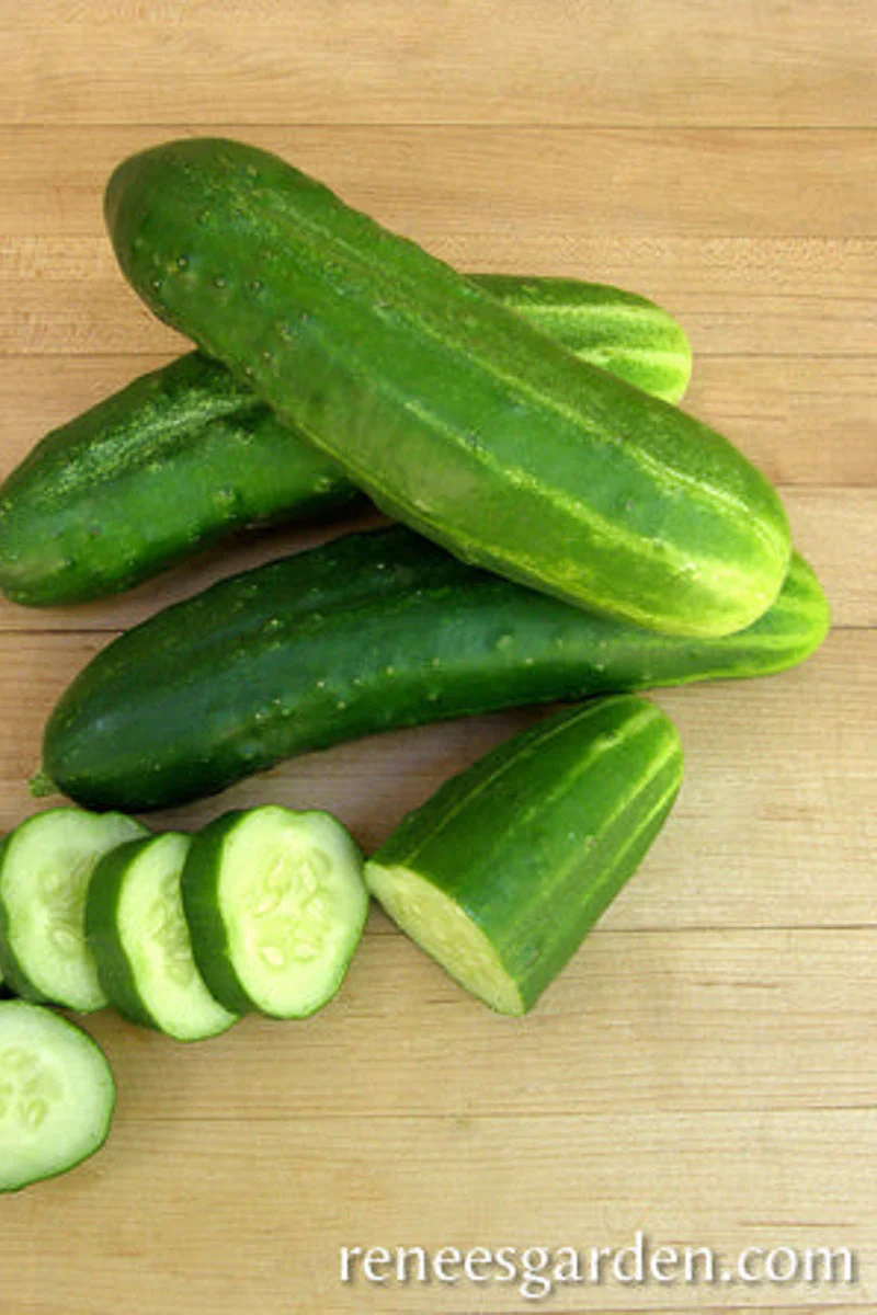 Renee's Garden Heirloom Slicing Squash Straight Eight Organic Seeds - Image 2