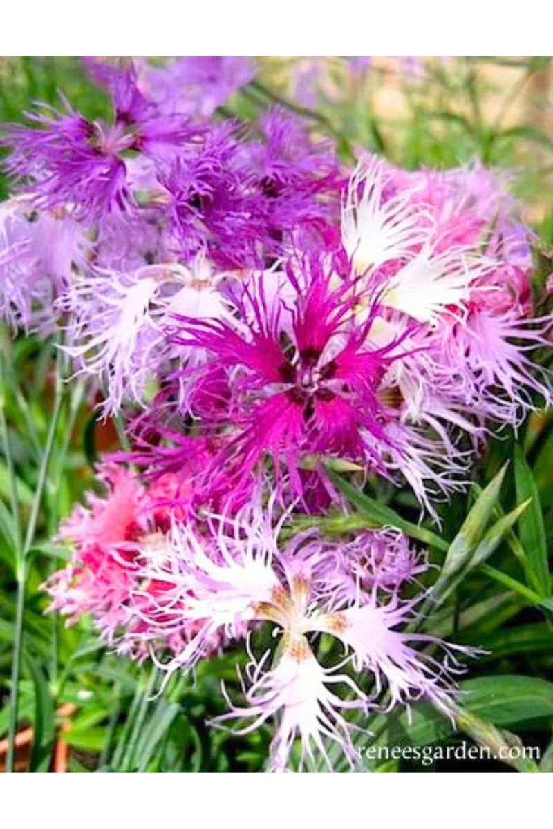 Renee's Garden Fragrant Dianthus Lace Perfume Seeds - Image 2