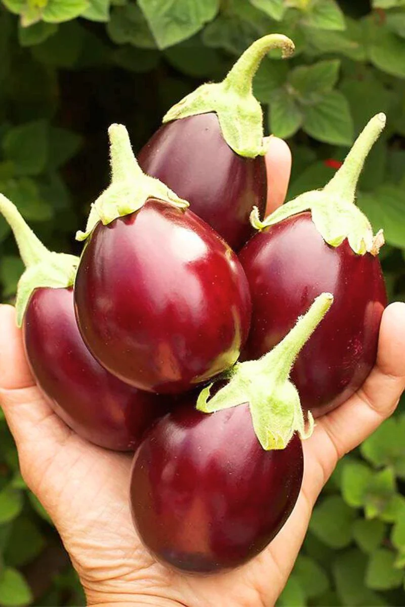 Renee's Garden Container Eggplant Little Prince Seeds