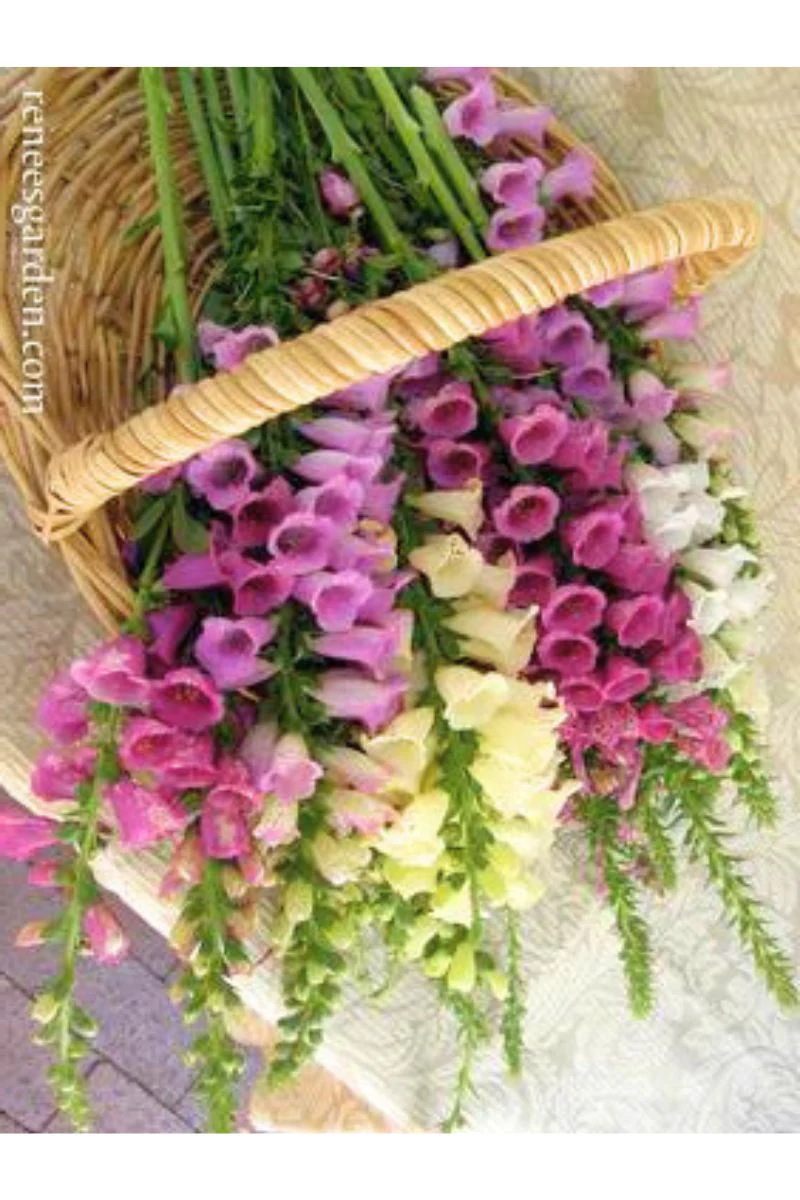Renee's Garden Hummingbird Foxgloves Carusel Mix Seeds - Image 2