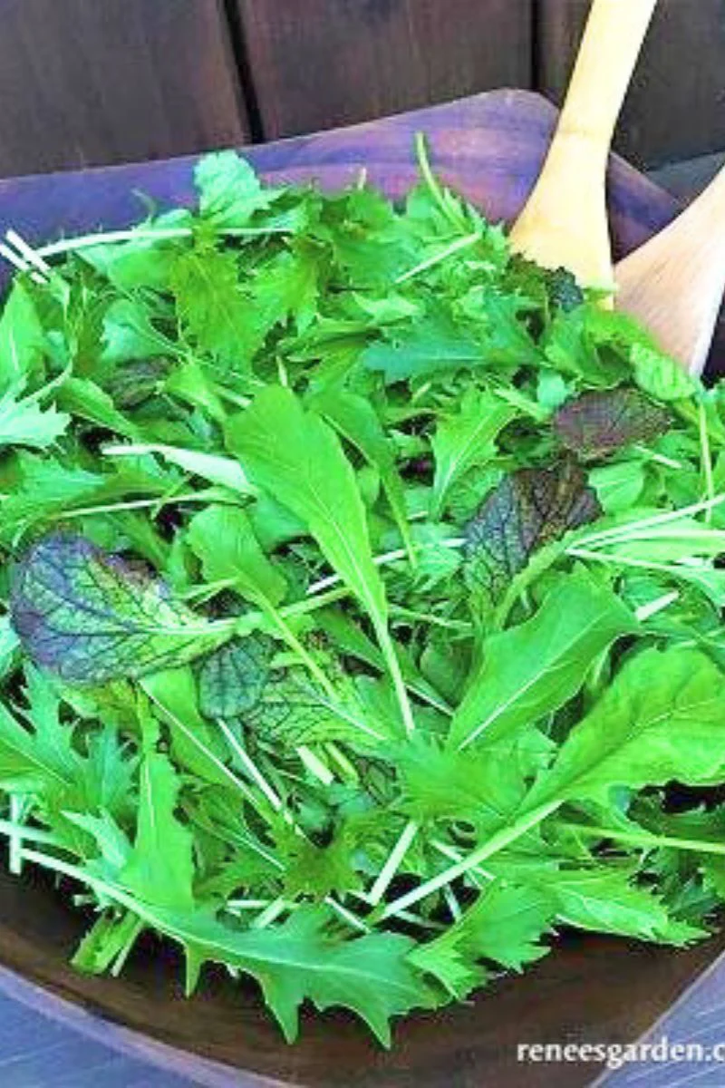 Renee's Garden Signatutre Salads California Spicy Greens Seeds - Image 2