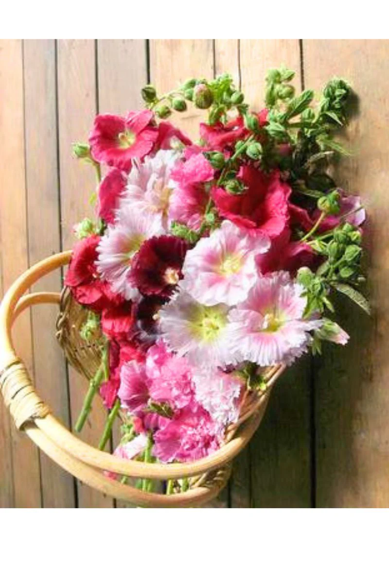Renee's Garden Heirloom Hollyhocks Indian Spring Seeds - Image 2