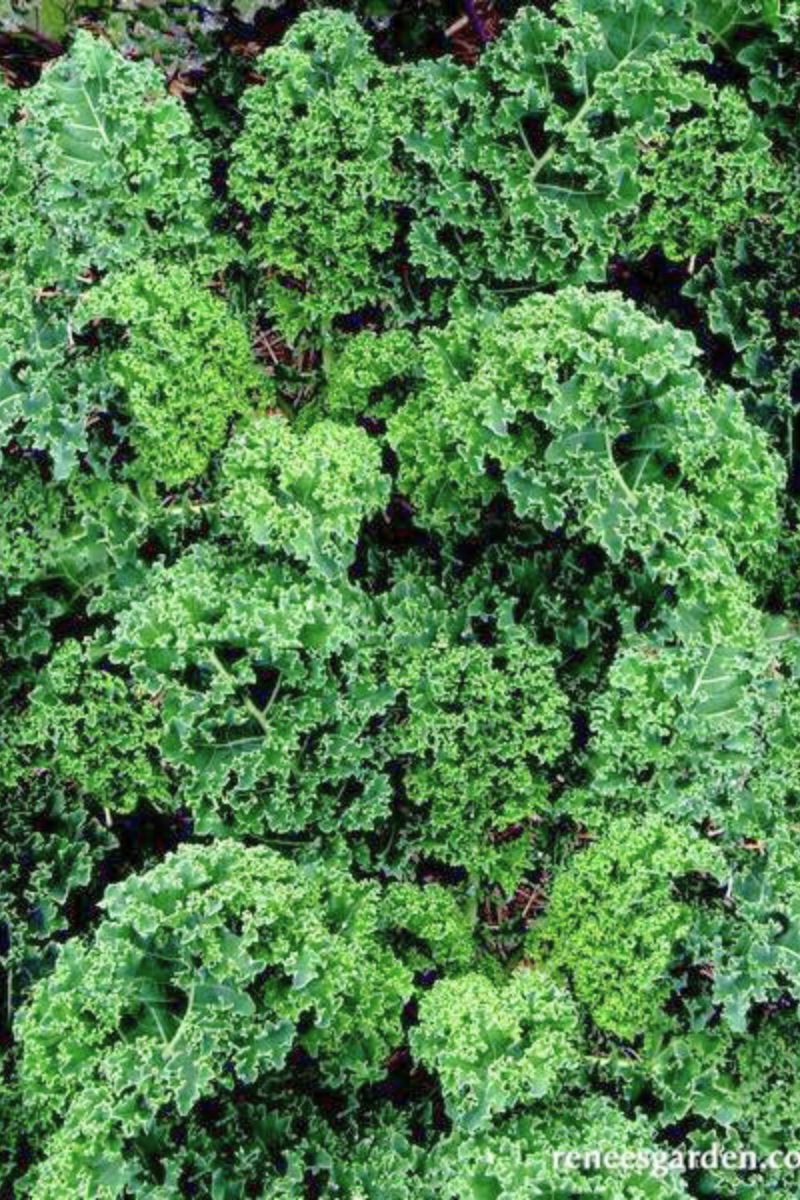 Renee's Garden Triple-Curled Kale Dutch Darkibor Seeds - Image 2