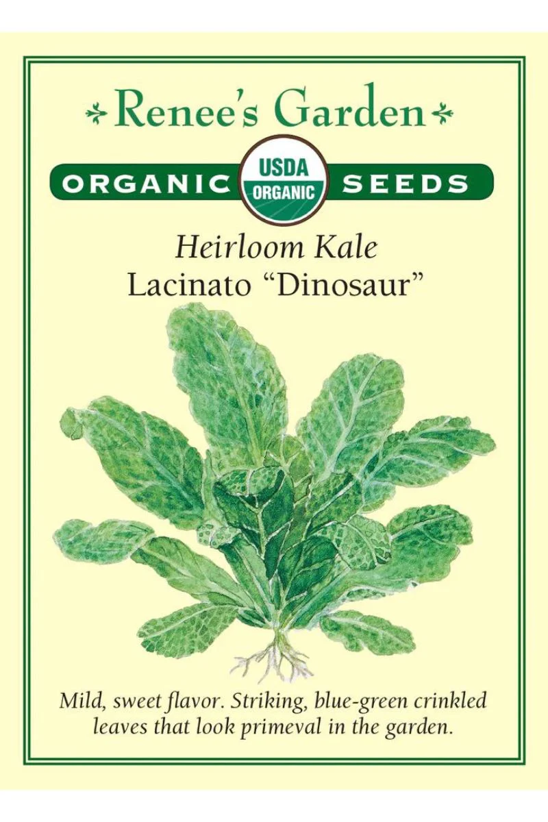 Renee's Garden Heirloom Kale Lacinato "Dinosaur" Organic Seeds - Image 2