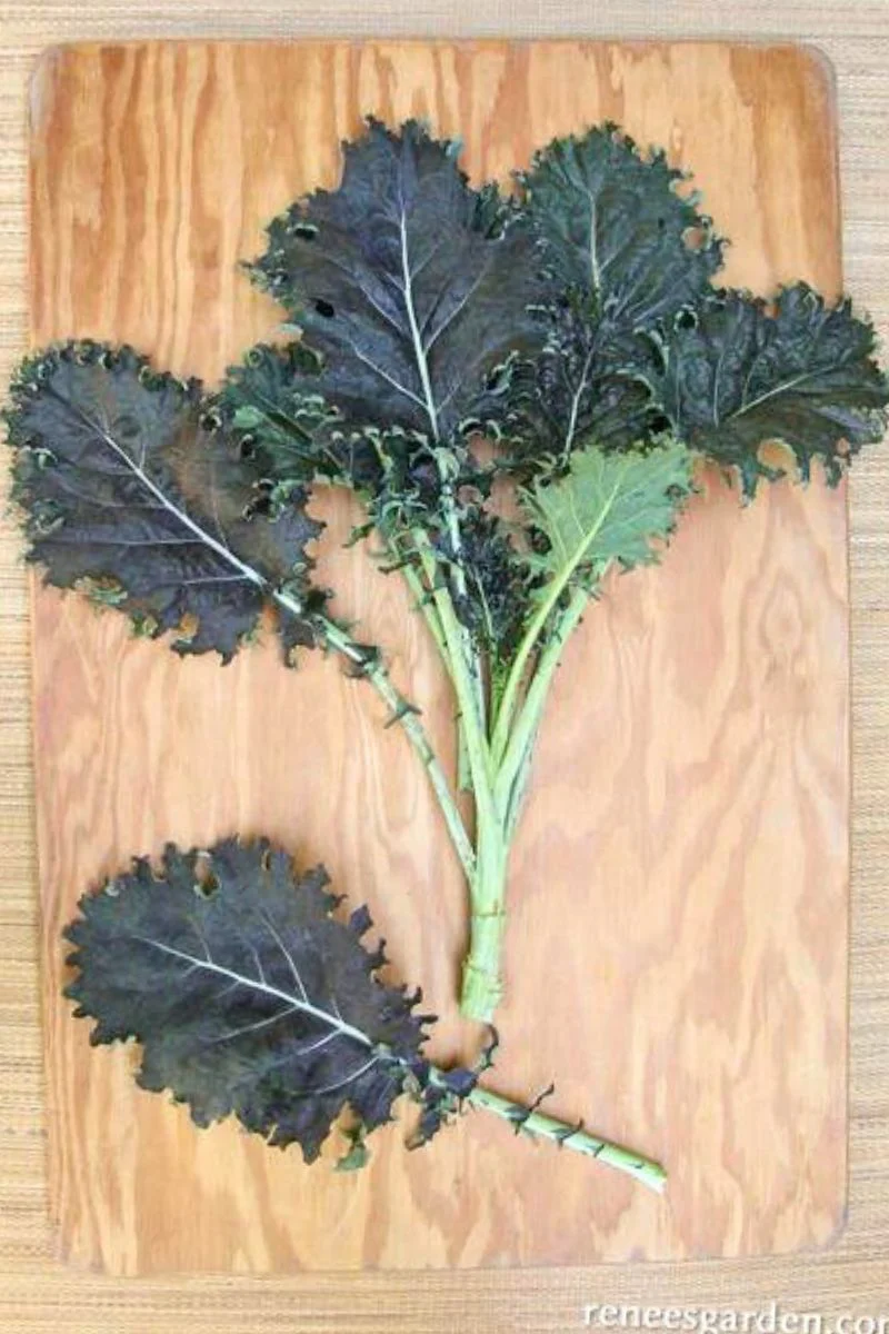 Renee's Garden Soecialty Kale Mars Landing Seeds - Image 2