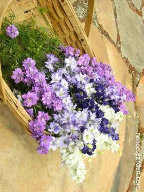 Renee's Garden Bouquet Larkspur Singing The Blues Seeds - Image 2