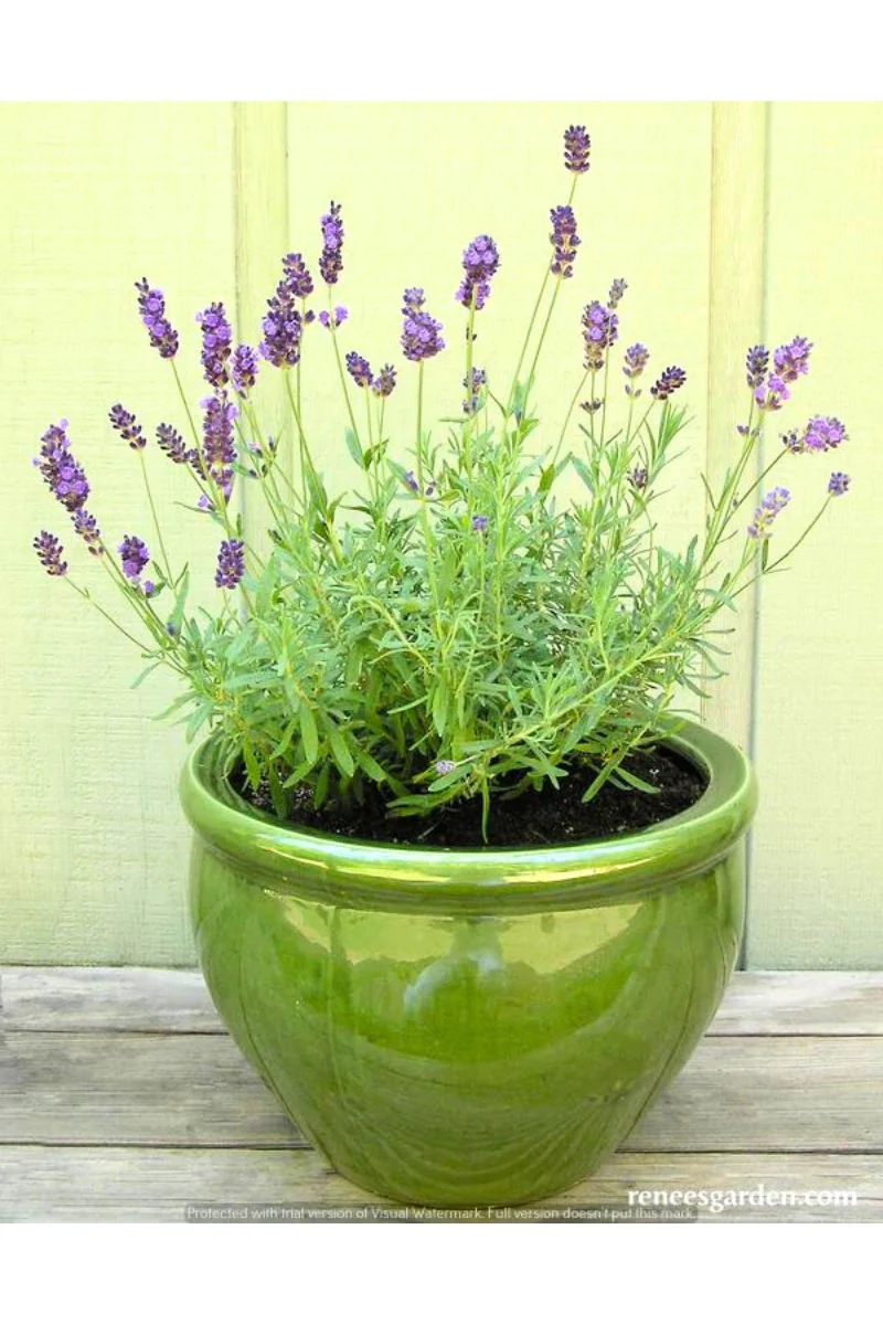 Renee's Garden Container Herbs French Perfume Lavender Seeds - Image 2