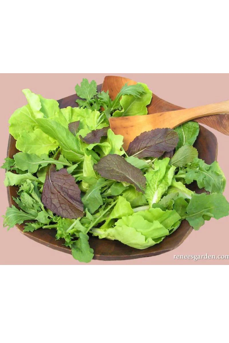 Renee's Garden Gourmet Mesclun Salad Asian Baby Leaf Seeds - Image 2