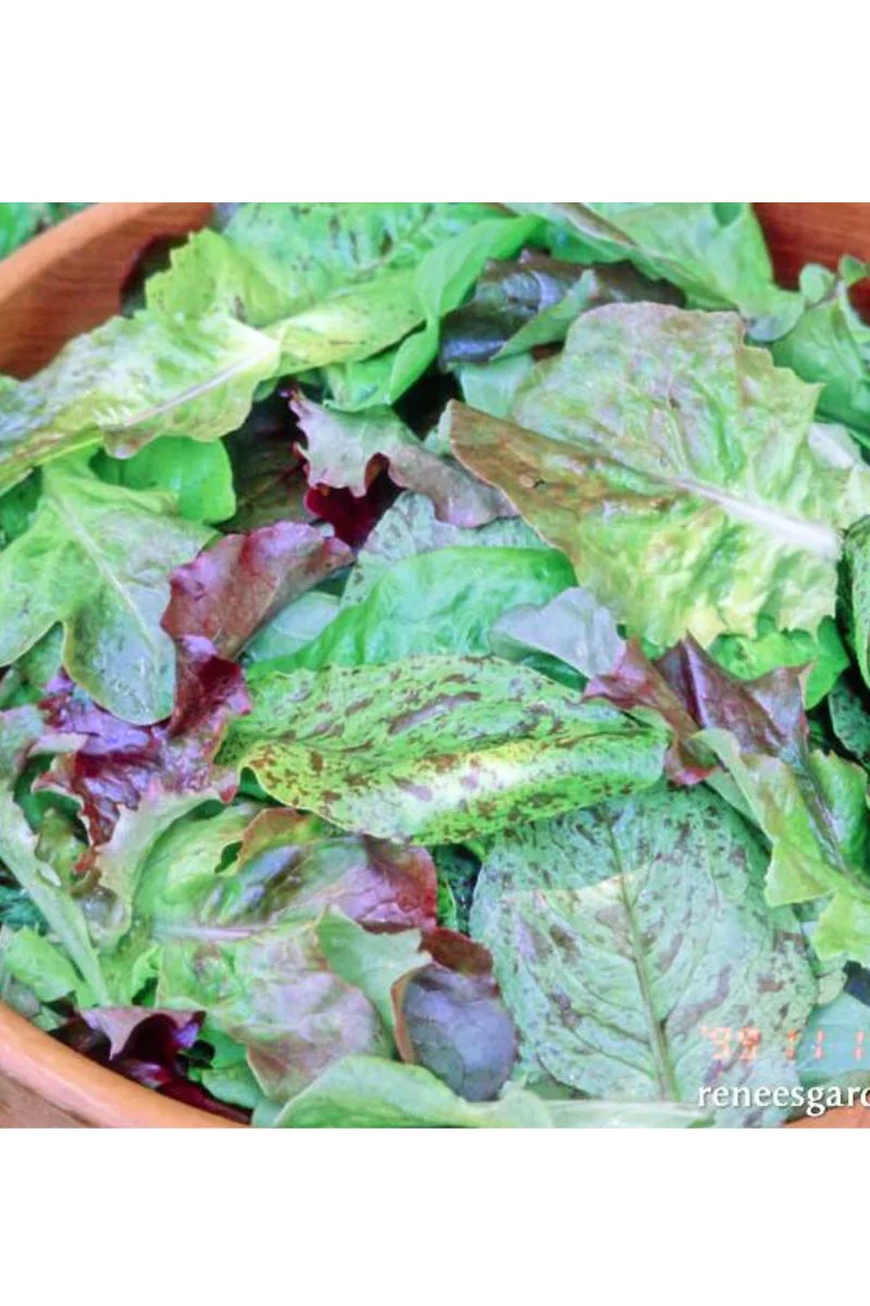 Renee's Garden Baby Leaf Lettuce Heirloom Cutting Mix Seeds - Image 2