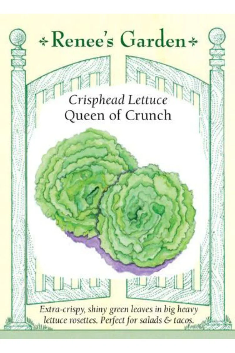 Renee's Garden Crisphead Lettuce Queen of Crunch Seeds - Image 2