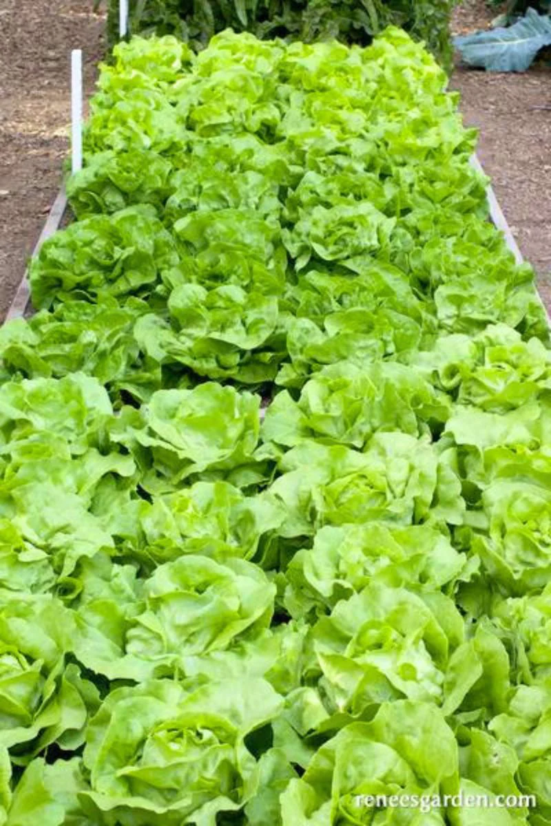 Renee's Garden Butterhead Lettuce Rhapsody Seeds