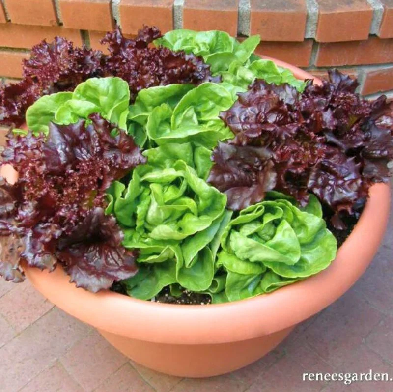 Renee's Garden Container lettuce Ruby & Enerald Duet Seeds - Image 2