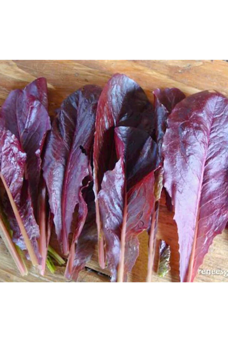 Renee's Garden Cutting Lettuce Sea of Red Seeds - Image 2