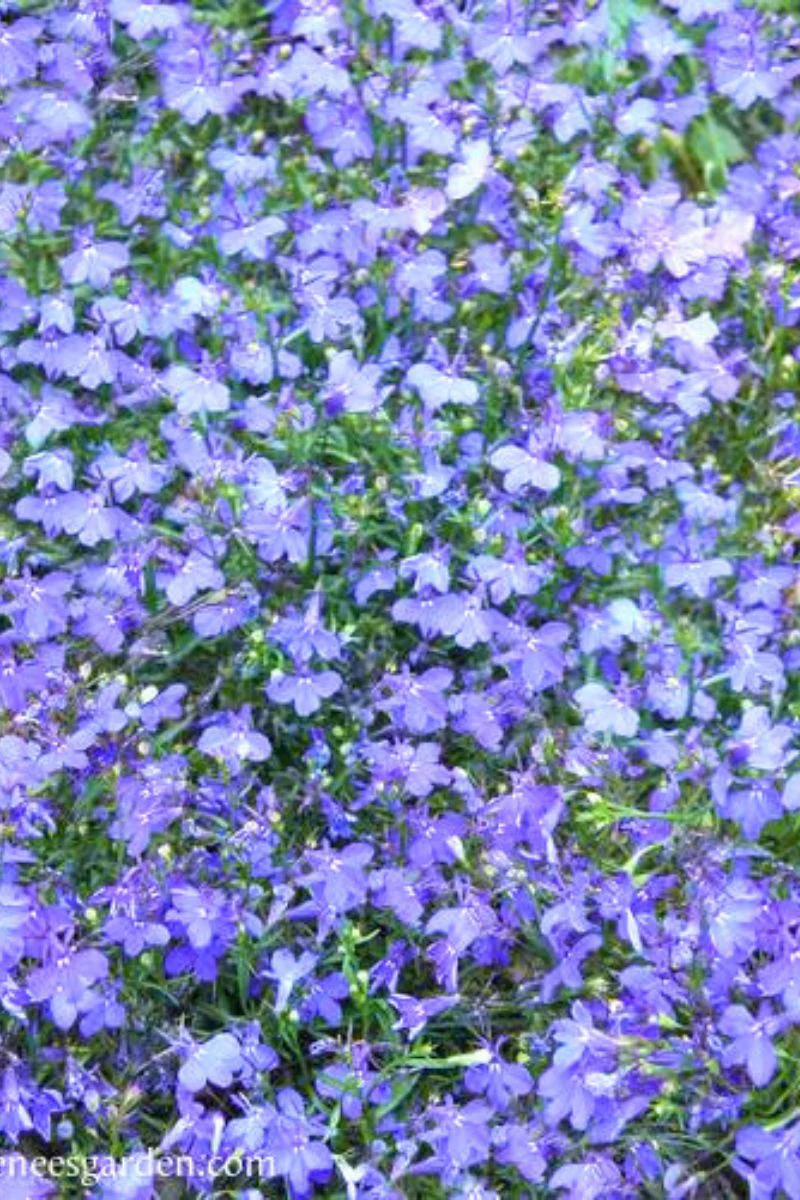 Renee's Garden Windowbox Lobelia Blue Haven Seeds - Image 2