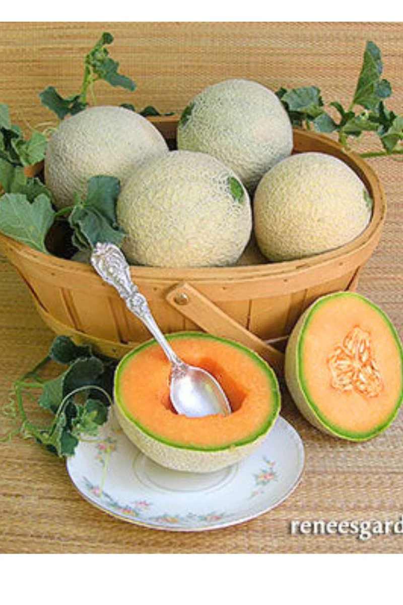 Renee's Garden Mini Cantaloupe Sugar Cube Seeds - Image 2