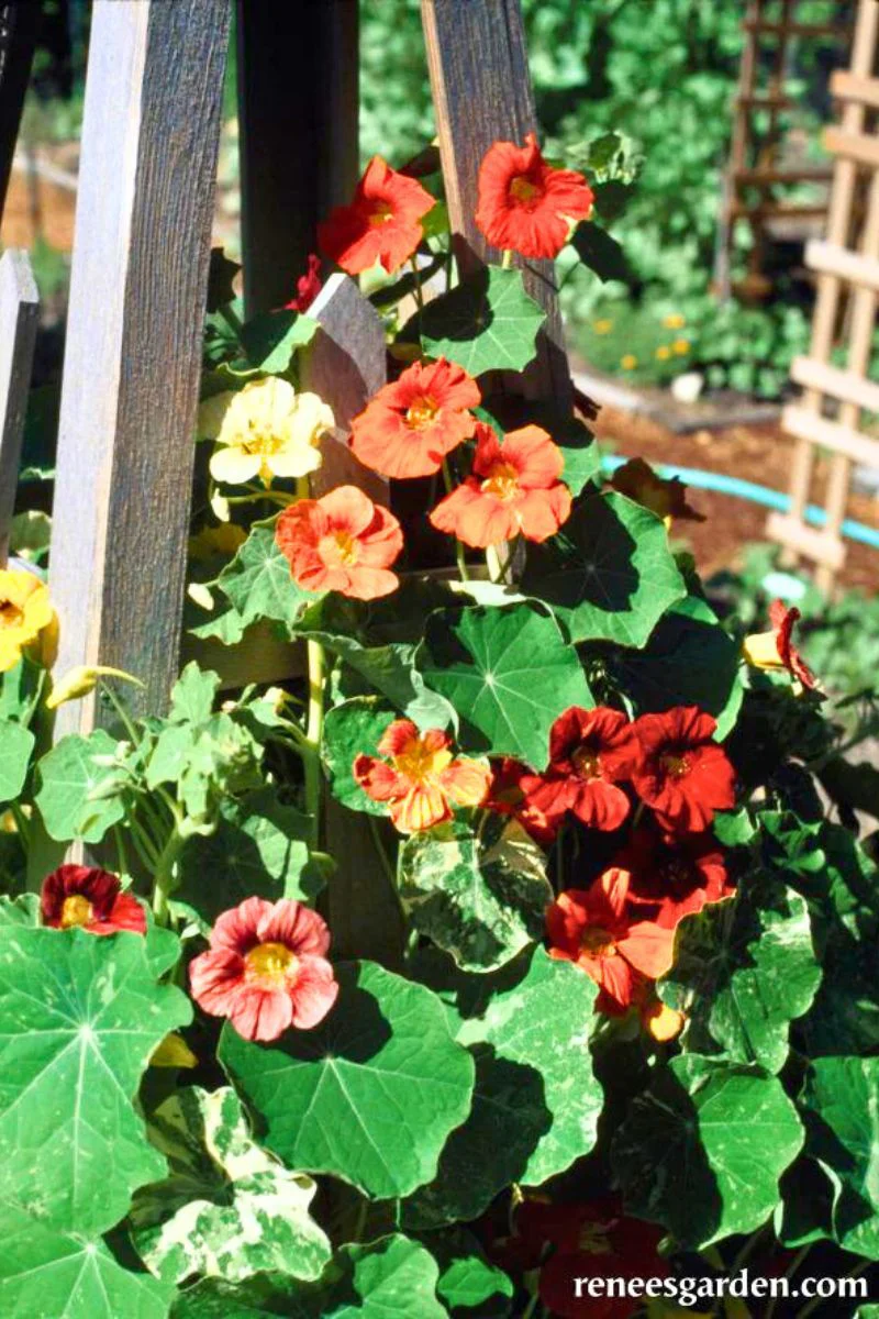 Renee's Garden Climbing Nasturtiums Amazon Jewel Seeds - Image 2