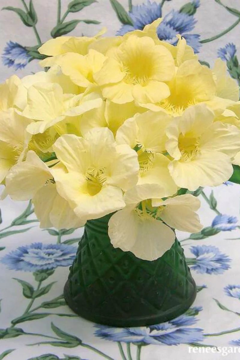 Renee's Garden Mounding Nasturtiums Buttercream Seeds - Image 2