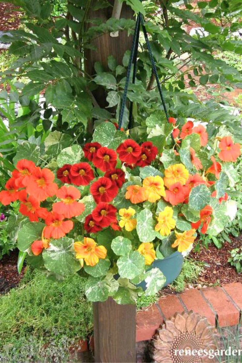 Renee's Garden Hanging Basket Nasturtiums Little Firebirds Seeds - Image 2