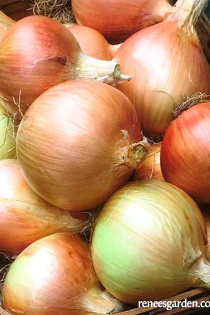 Renee's Garden Bulbing Onion Golden Sweet Spanish Seeds