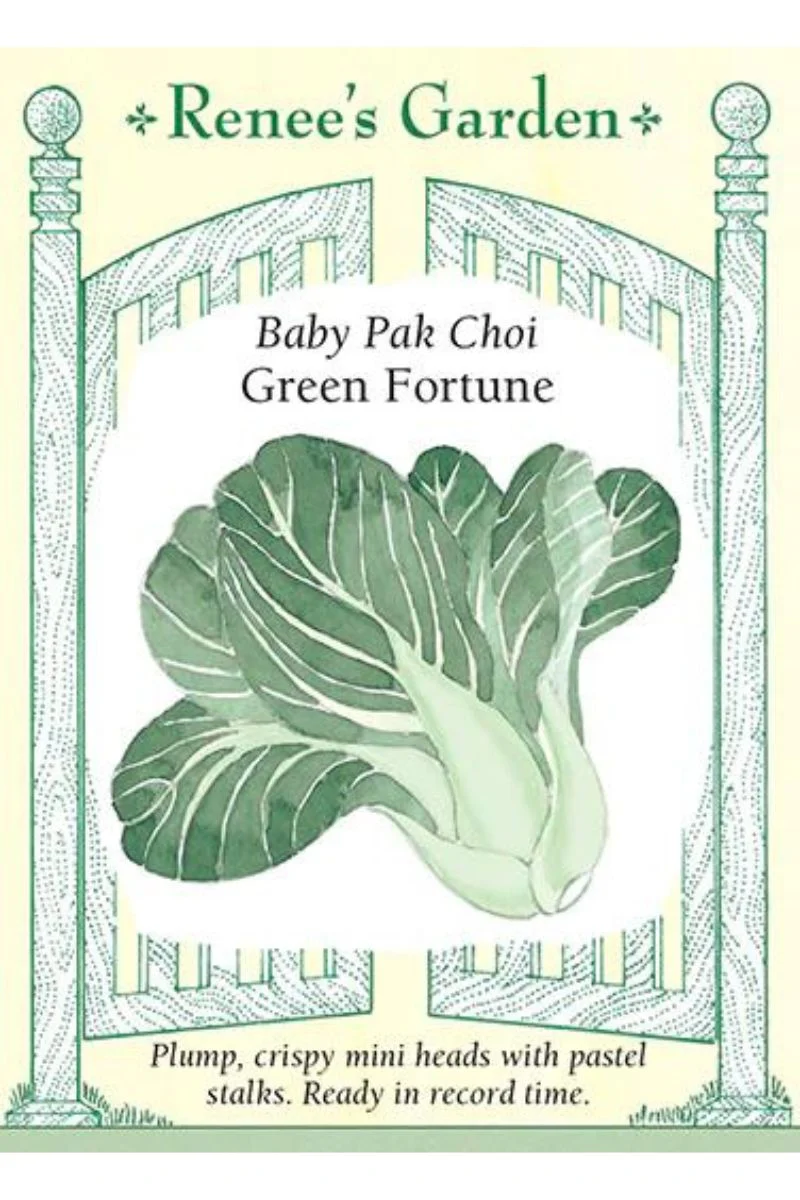 Renee's Garden Baby Pak Choi Green Fortune Seeds - Image 2
