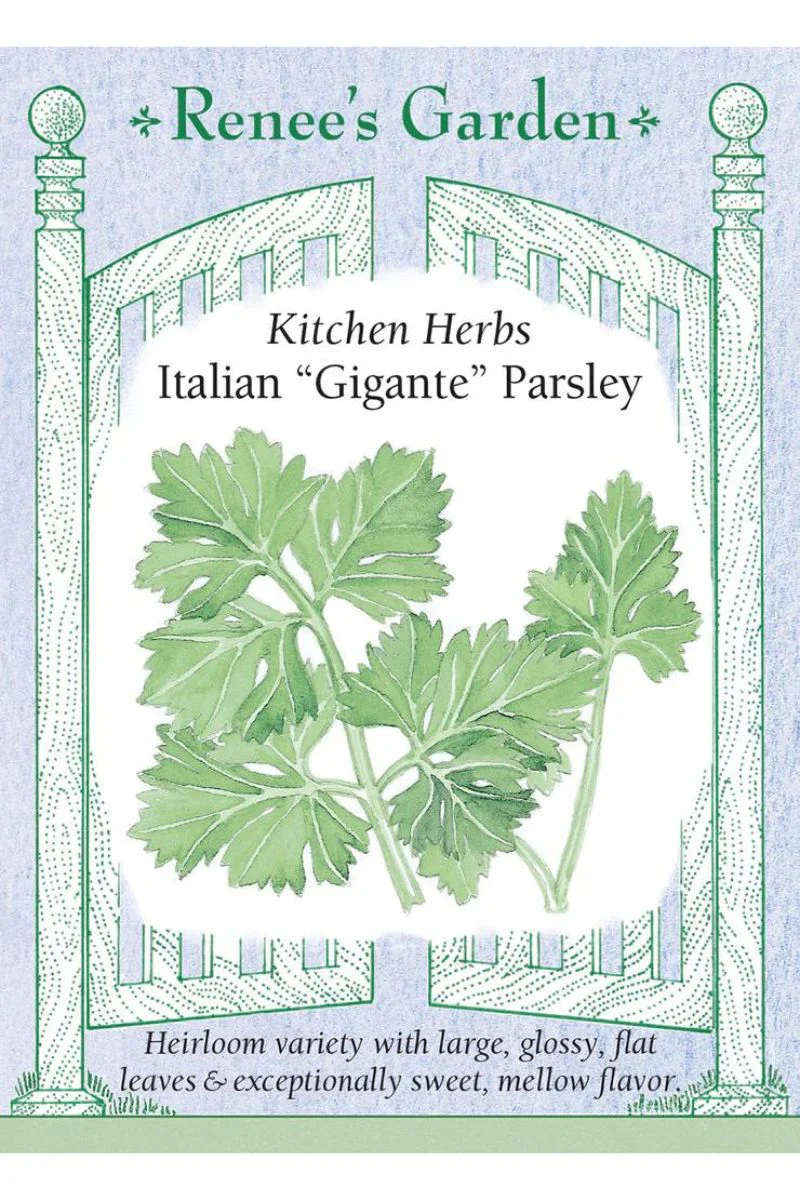 Renee's Garden Kitchen Herbs Italian "Gigante" Parsley Seeds - Image 2