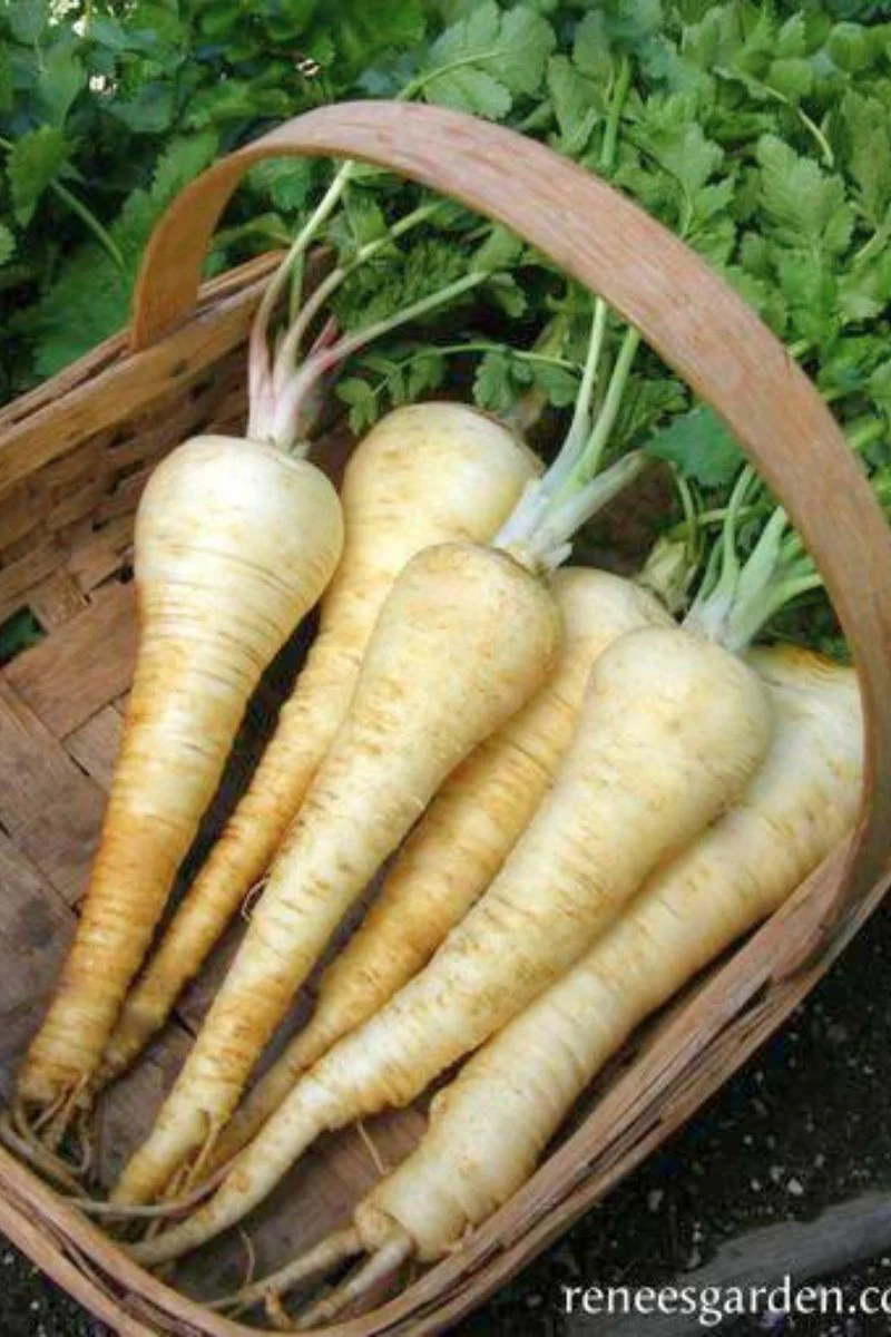 Renee's Garden English Parsnips Savour Seeds - Image 2