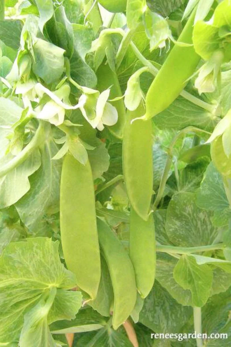 Renee's Garden Edible Pod Snow Peas Oregon Giant Seeds - Image 2