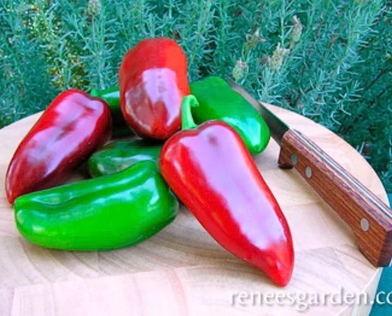 Renee's Garden Container Pepper Pizza My Heart Seeds - Image 2