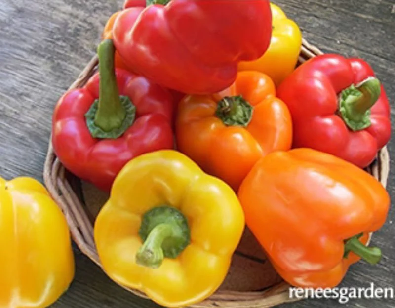 Renee's Garden Jewel-Toned Bell Peppers Crimson, Gold & Orange Seeds - Image 2