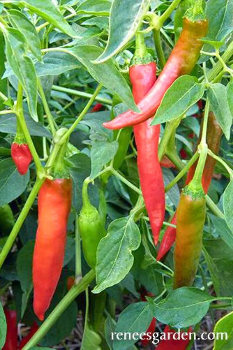 Renee's Garden Traditional Chile Pepers Tibetan Lhasa Seeds - Image 2