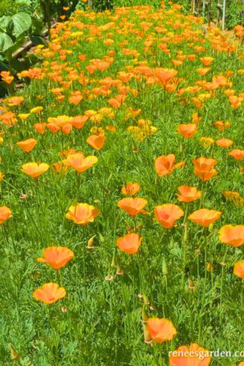 Renee's Garden Heirloom California Poppies Native Orange Seeds - Image 2