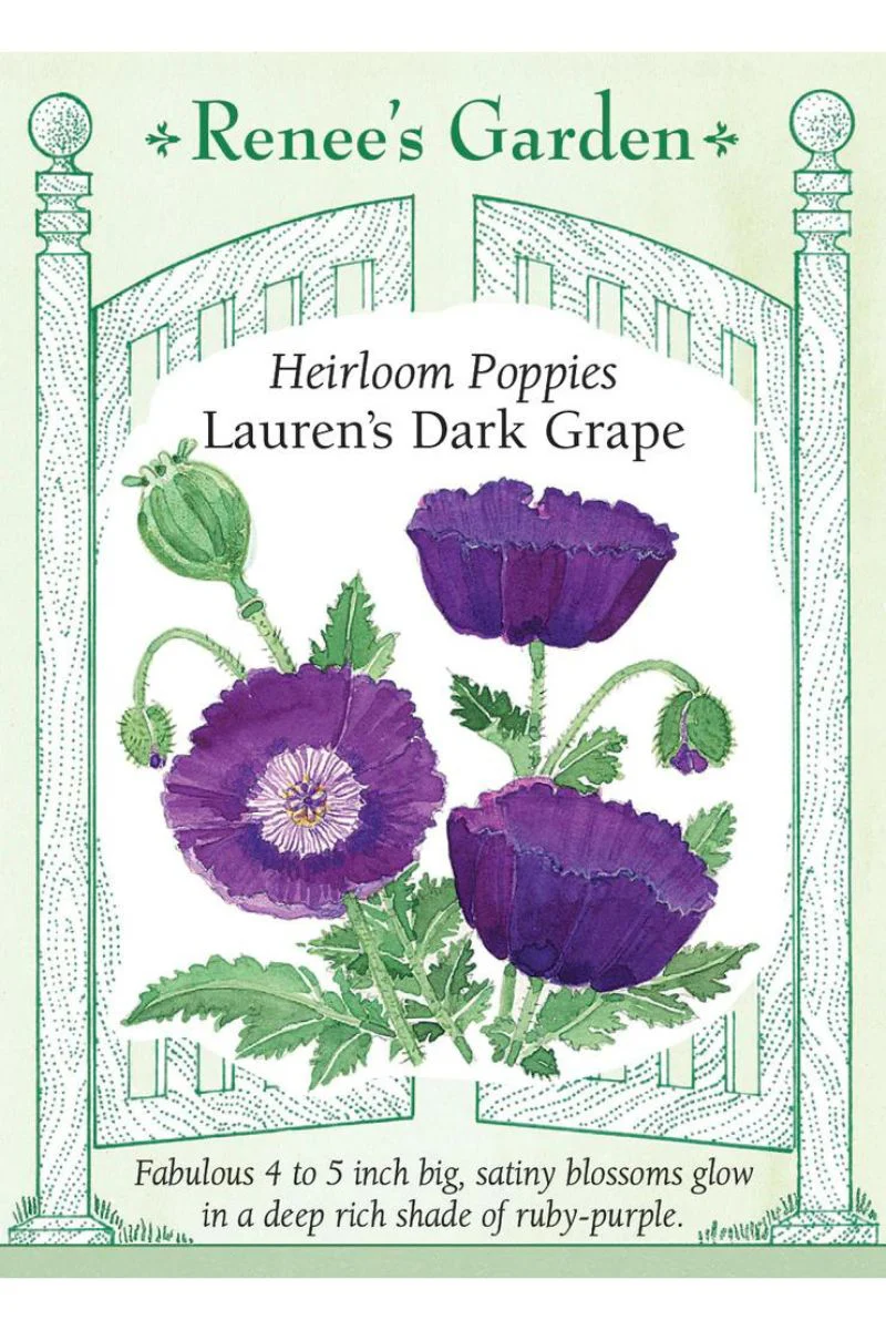 Renee's Garden Heirloom Poppies Lauren's Dark Grape Seeds