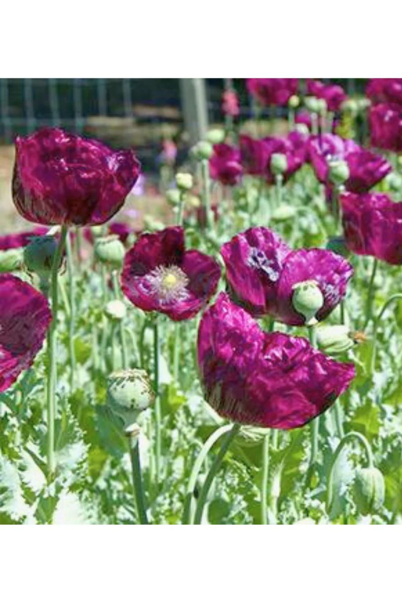 Renee's Garden Heirloom Poppies Lauren's Dark Grape Seeds - Image 2