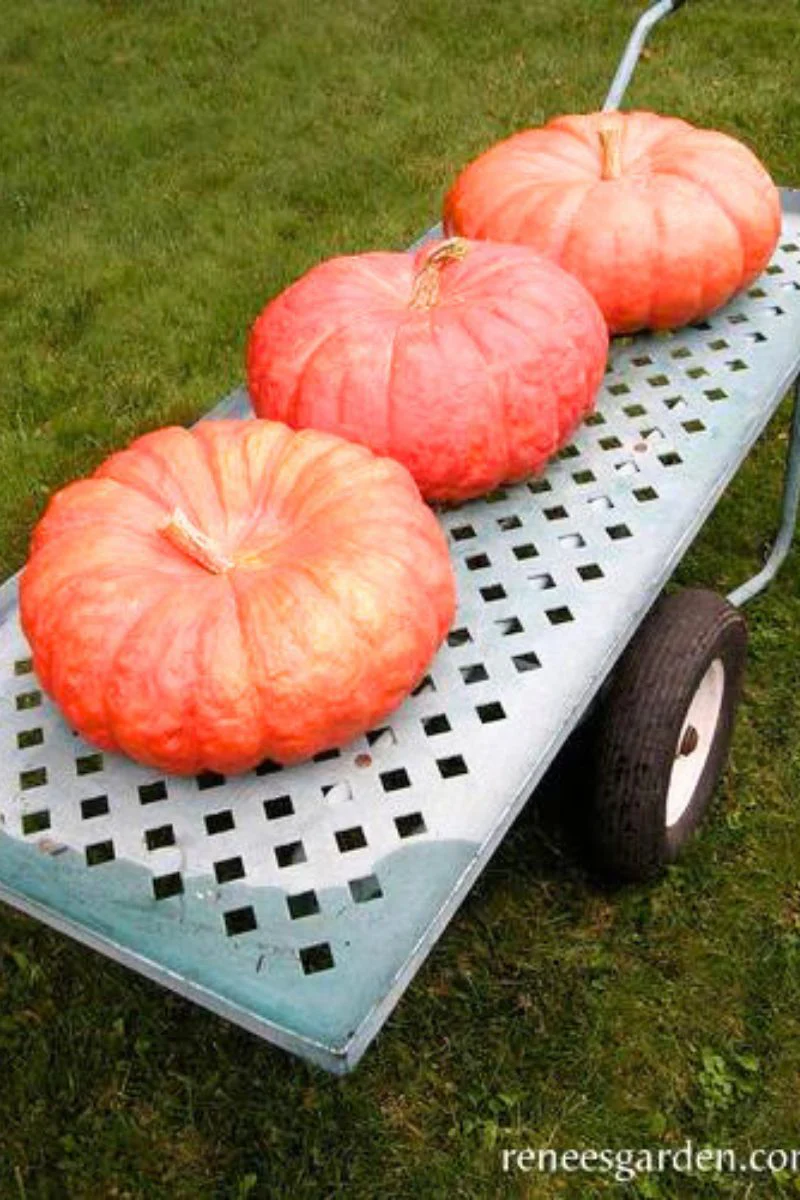 Renee's Garden Heirloom French Pumpkins Cinderella's Carriage Seeds - Image 2