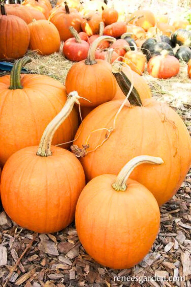 Renee's Garden Holiday Pumpkins Autumn Gold & Spookie Seeds - Image 2