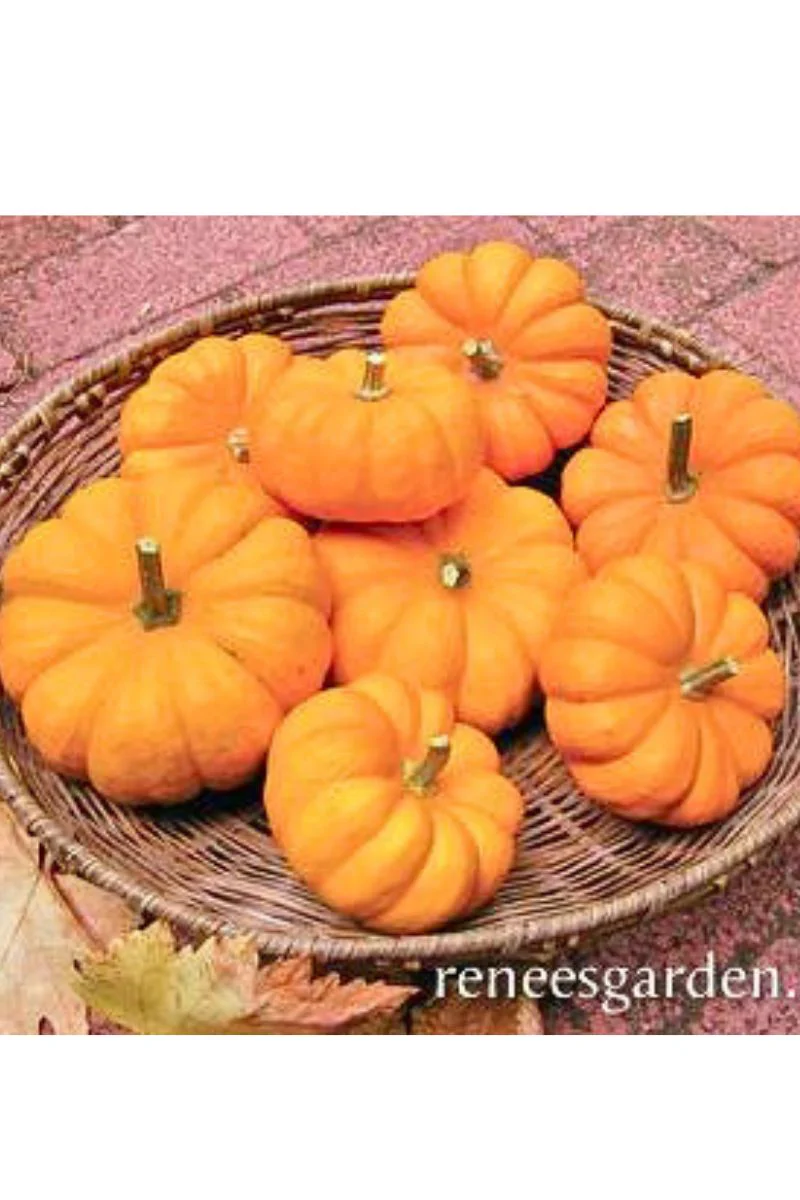 Renee's Garden Baby Pumpkins Mini Jack Seeds - Image 2