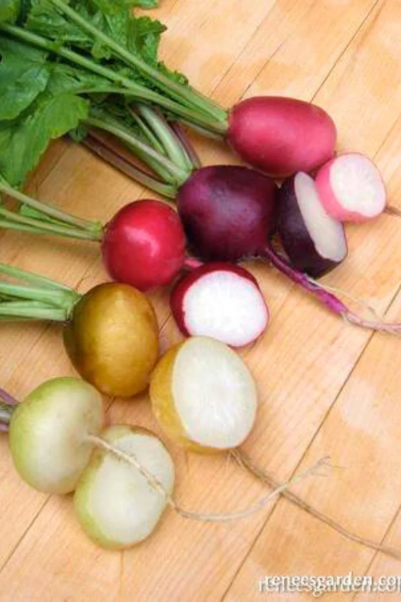 Renee's Garden Five Color Radish Mix Garden Party Seeds - Image 2