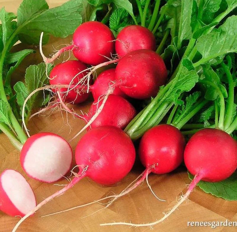 Renee's Garden Round Red Radishes Crimson Crunch Seeds - Image 2