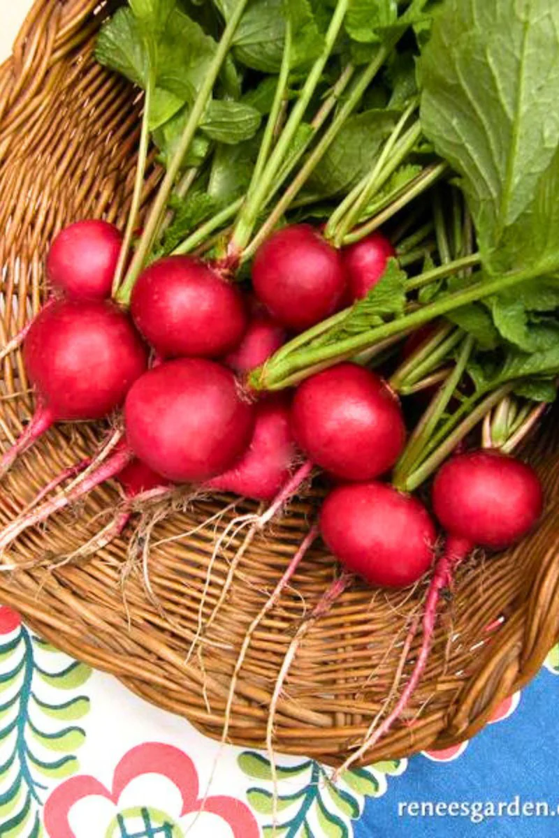 Renee's Garden Heirloom Radishes German Giant Organic Seeds - Image 2