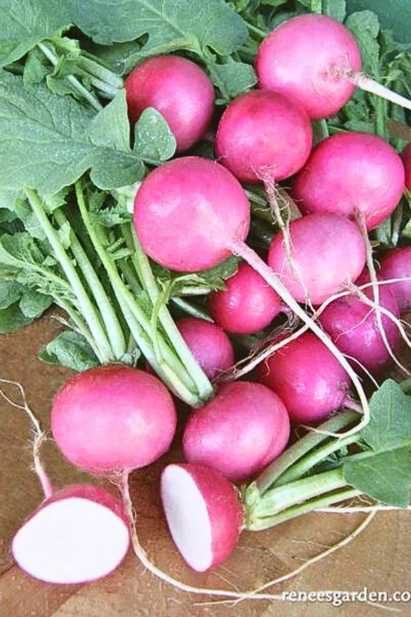 Renee's Garden Round Radishes Pink Punch Seeds - Image 2