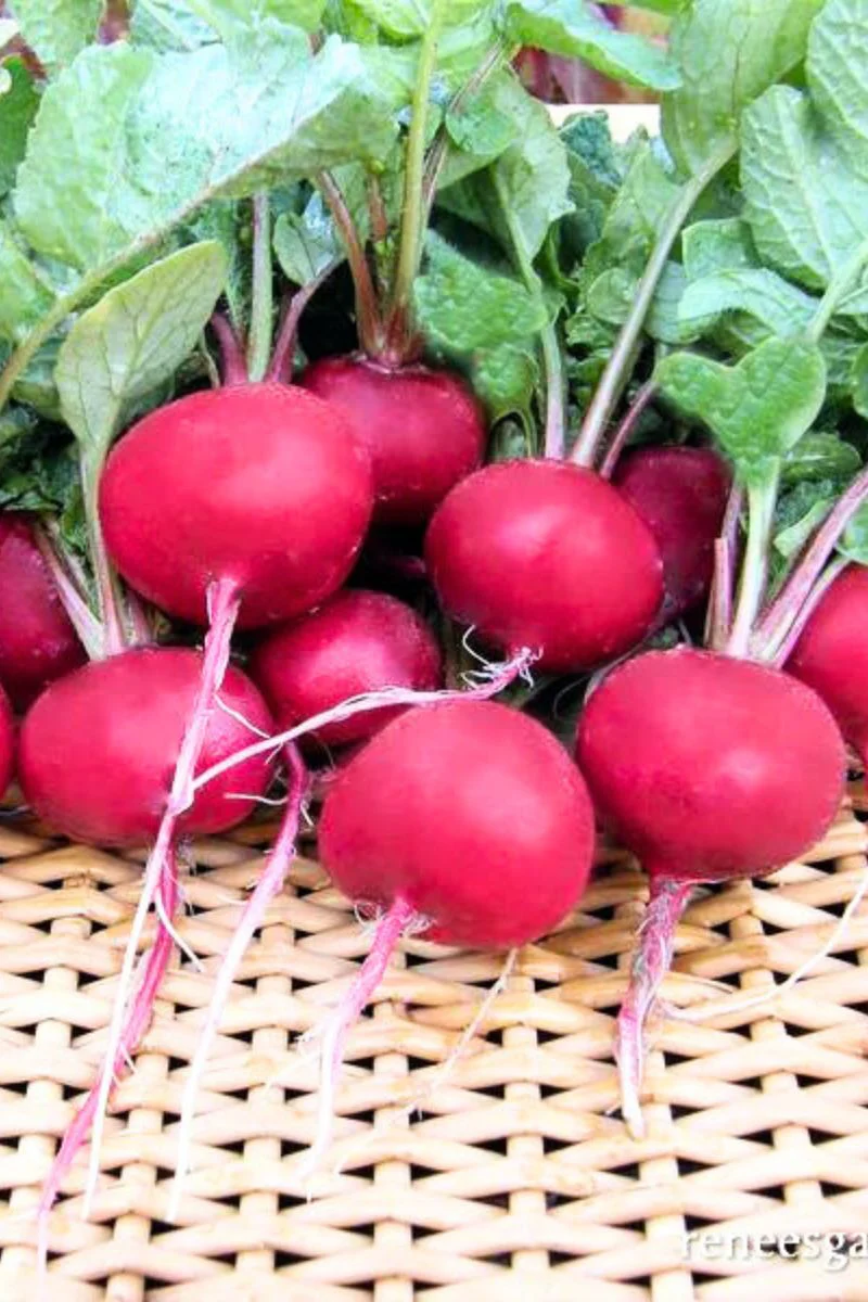Renee's Garden Radishes Red Planet Organic Seeds - Image 2
