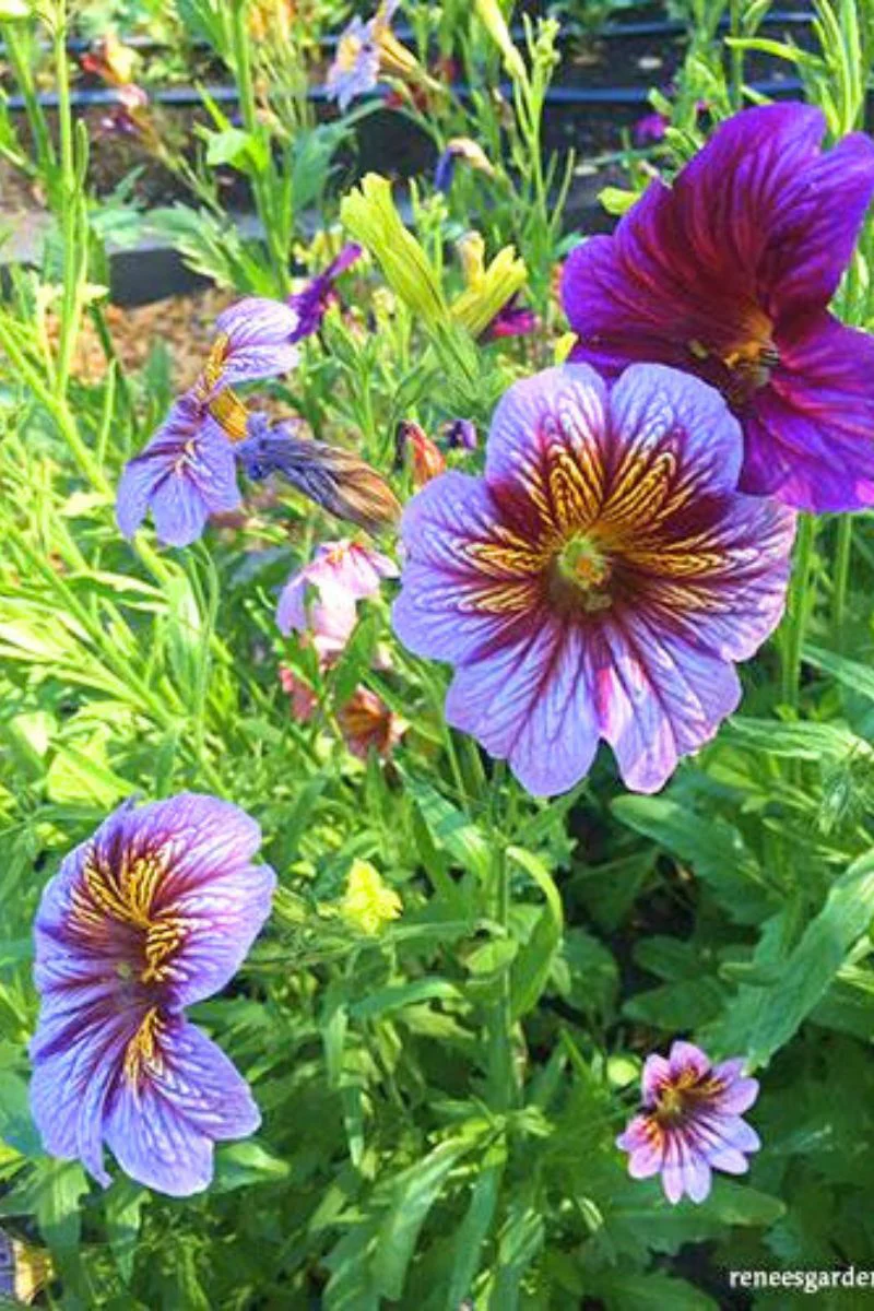 Renee's Garden Painted Salpiglossis Stained Glass Seeds