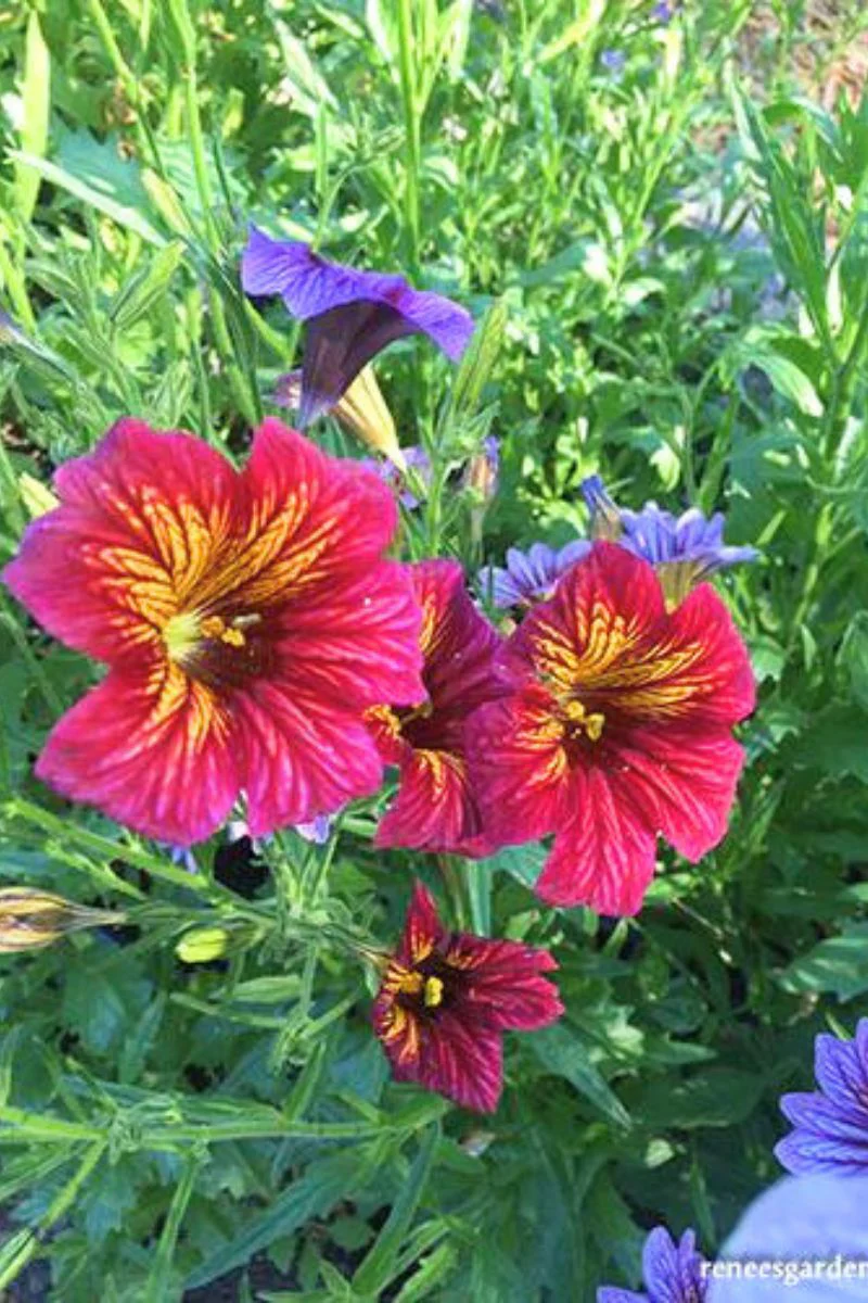 Renee's Garden Painted Salpiglossis Stained Glass Seeds - Image 2