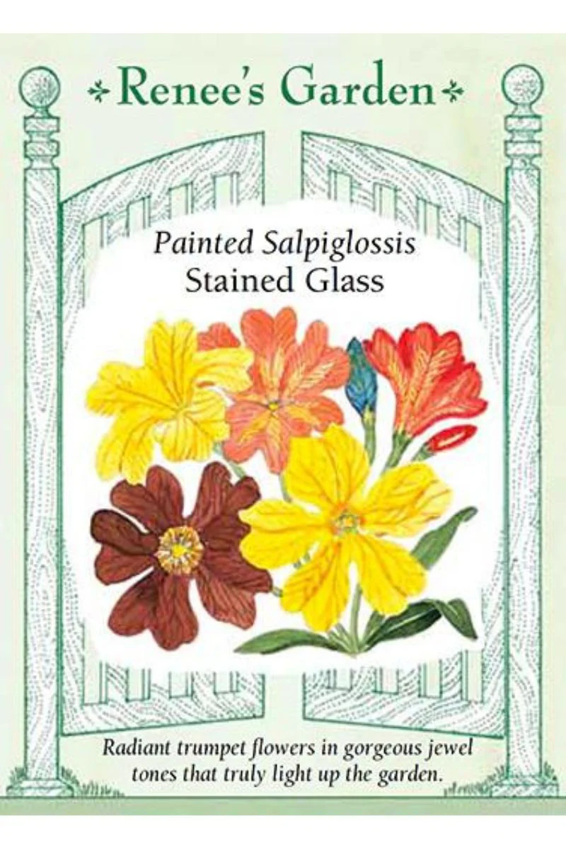 Renee's Garden Painted Salpiglossis Stained Glass Seeds - Image 3