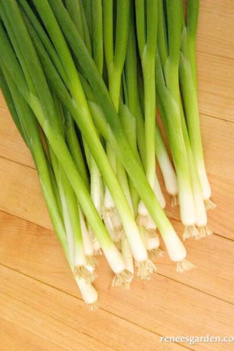 Renee's Garden Salad Scallions Parade Seeds - Image 2