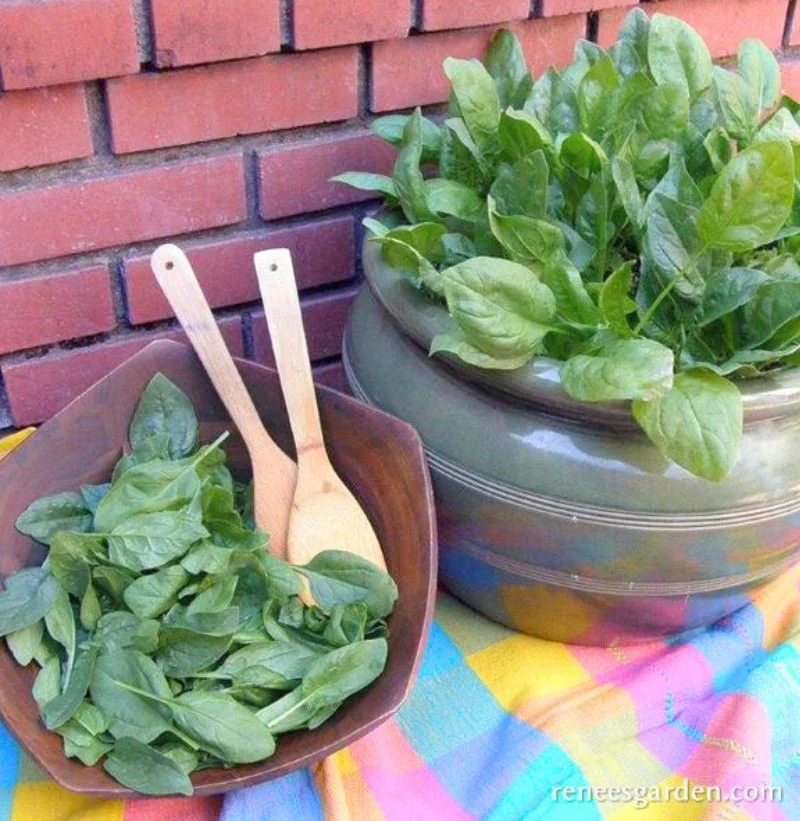 Renee's Garden Container Baby Leaf Spinach Little Hero Seeds - Image 2