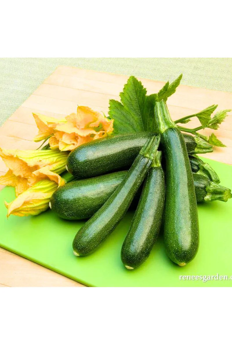 Renee's Garden Climbing Zucchini Incredible Escalator Organic Seeds