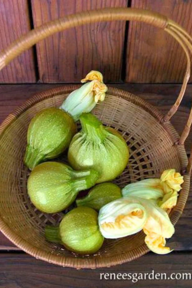 Renee's Garden Heirloom French Zucchini Ronde de Nice Organic Seeds