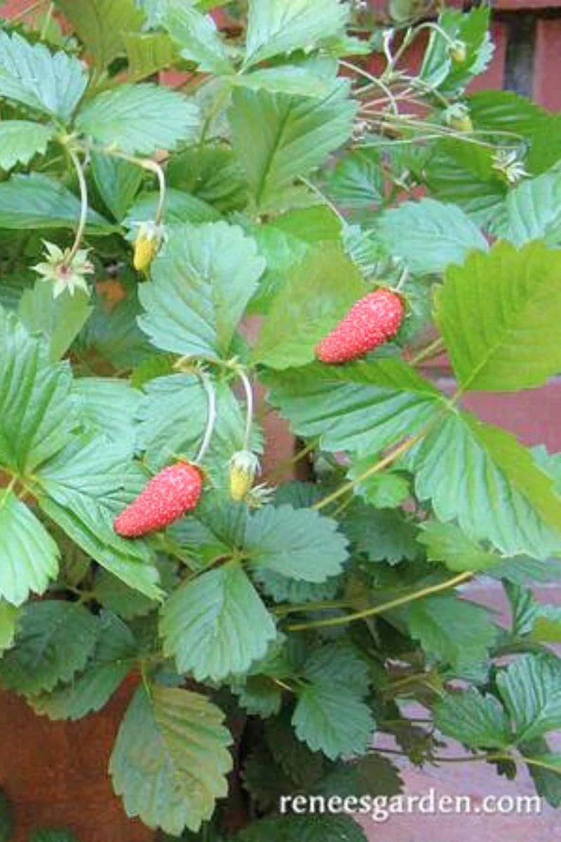 Renee's Garden Alpine Strawberries Mignonette Seeds - Image 2