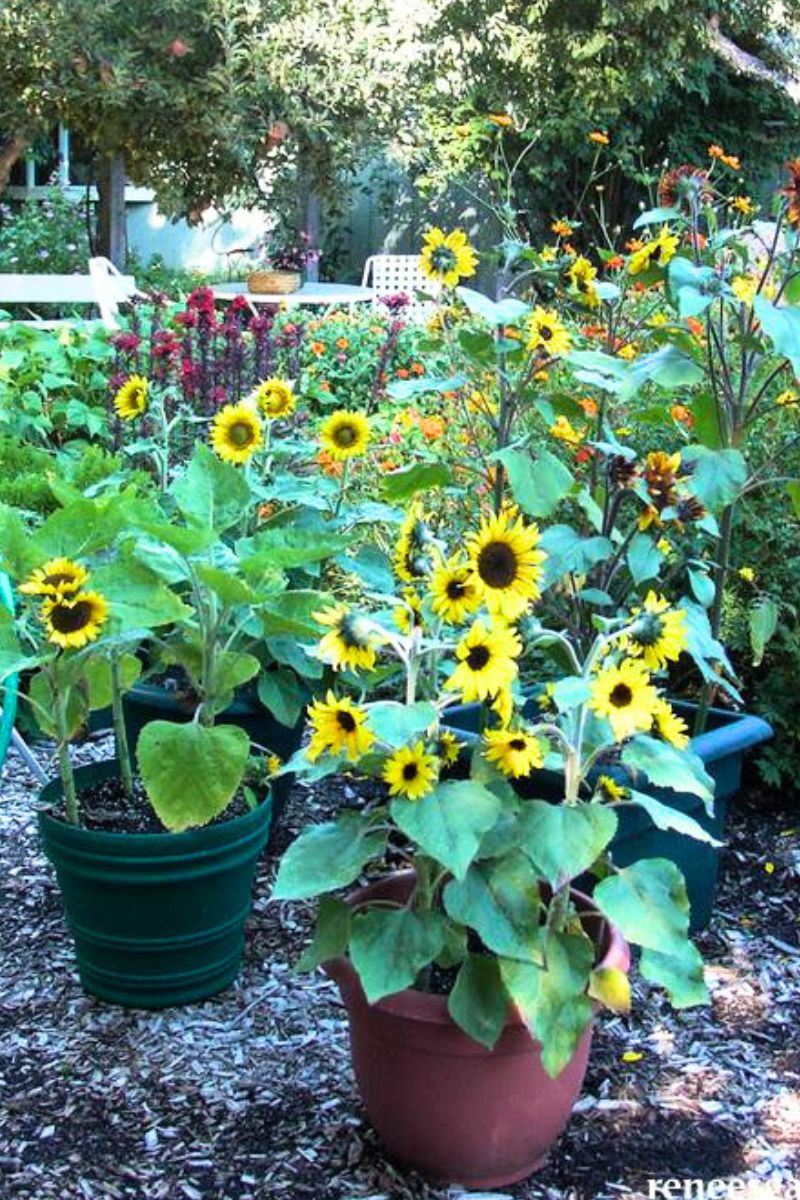 Renee's Garden Container Flowers Junior Seeds - Image 2